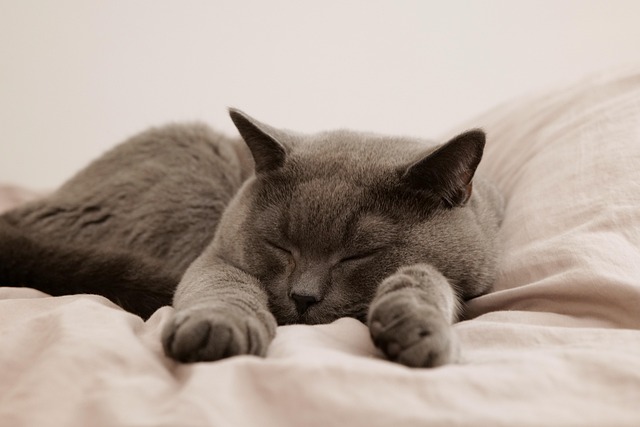 気持ちよさそうにペットベッドで眠る犬と猫