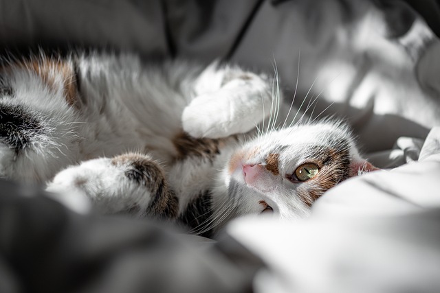 ペットベッドを選ぶ際に注意すべき点を考える飼い主