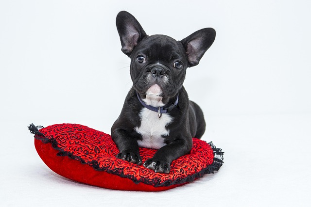犬が首輪を付けて散歩している様子