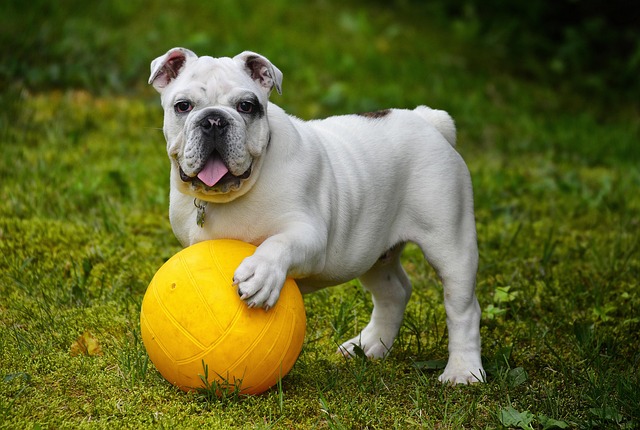 ハーネスのサイズが合わず犬の脇が擦れている様子