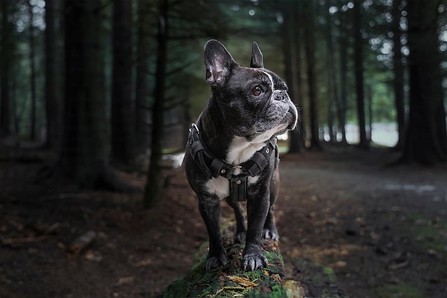 犬が快適そうにハーネスを装着して散歩している様子