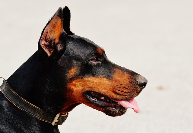 犬に首輪を装着している飼い主の手元