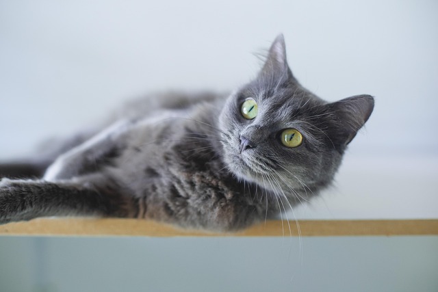 様々な犬種と猫種が描かれたイラストと、それぞれに合うシャンプーのアイコン