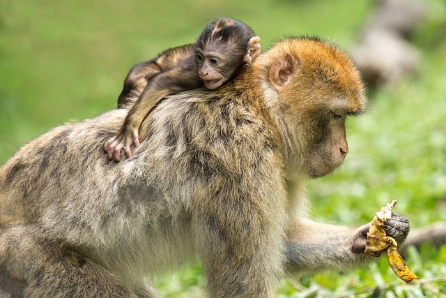 様々なデザインと素材の離乳食食器がテーブルに並べられている様子