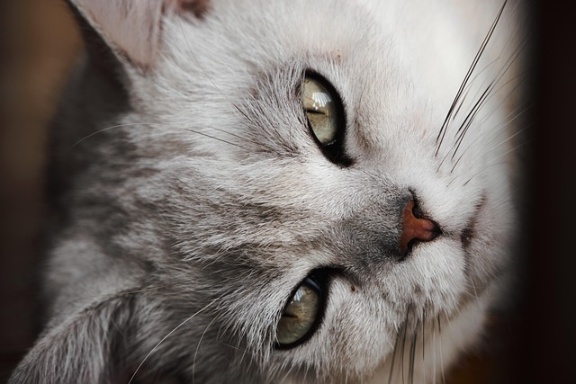 猫が麻縄のポール型爪とぎで気持ちよさそうに爪を研いでいるクローズアップ