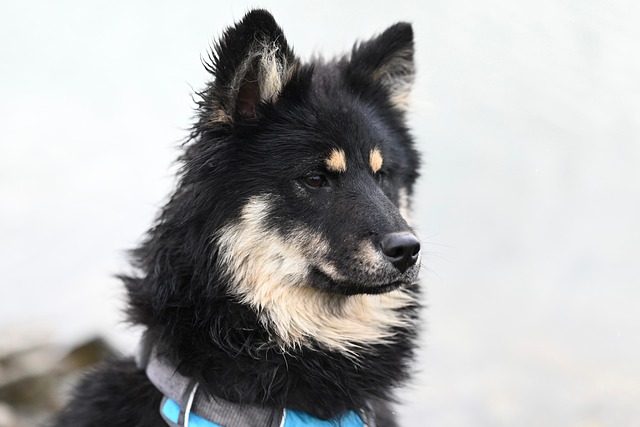 静音設計のペット用ドライヤーで快適に乾かされる犬