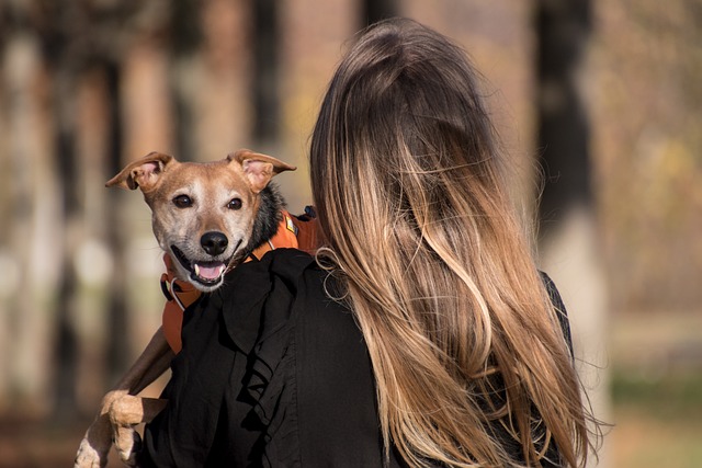 ペット用ドライヤーで犬を乾かす正しい手順