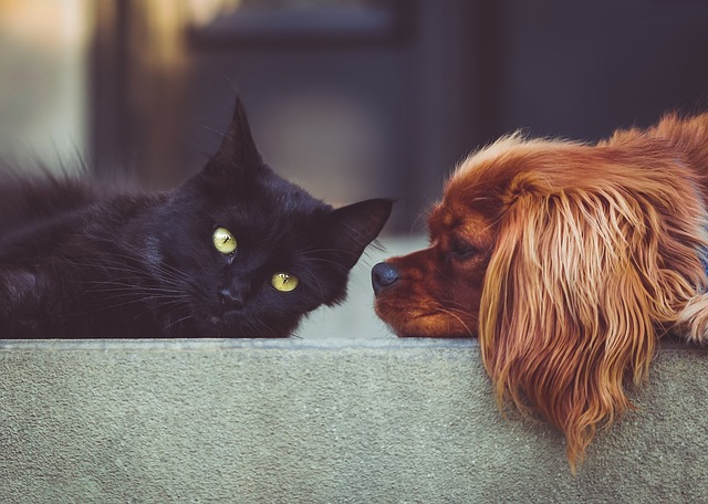スタイリッシュな自動給餌器の前で食事を待つ猫と犬