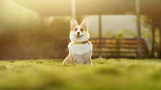 自動給餌器を倒そうとする犬と、注意を促すアイコン