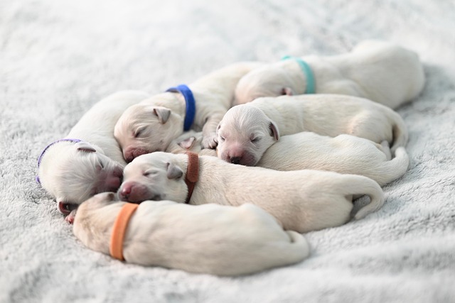 広々としたペット用サークルの中で快適に過ごす子犬たち