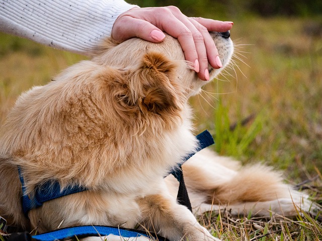 ペット用サークルを丁寧に掃除する飼い主の手元