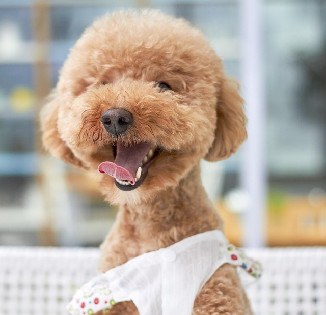 様々なデザインの犬用トイレ