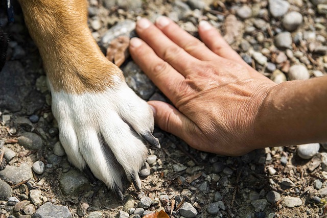 犬用トイレ選びで注意すべき点を指差す手