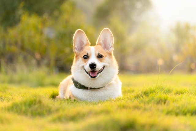ペットフードのパッケージを真剣に確認する飼い主の様子