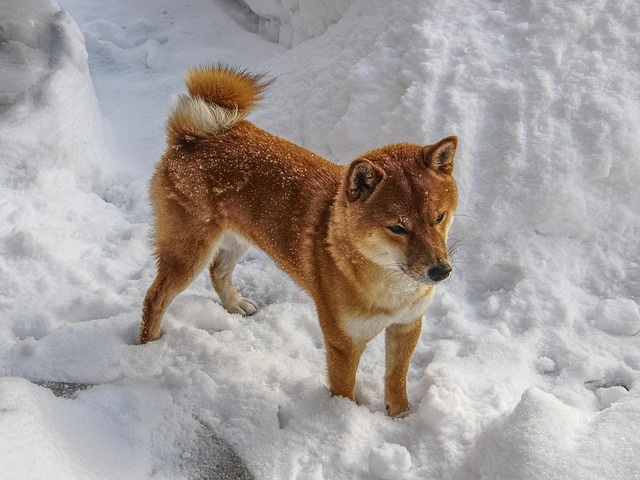 様々な種類のペット用レインコートを着た犬たちの比較画像