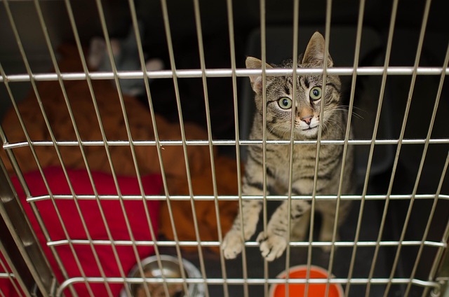 ペット用ケージの購入前に注意点を確認する飼い主
