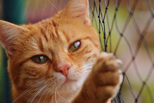 猫砂の袋を前に、困った顔をしている飼い主と、猫がトイレから顔を出す様子