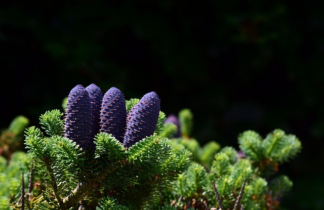 様々な針の長さや形状のダーマローラーが並べられた比較イメージ