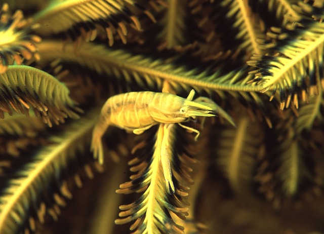 モンベル、ナンガ、コールマンのロゴが並ぶ画像