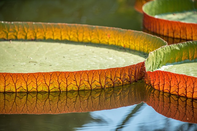 キャンプ用マットを広げ、空気を入れる様子