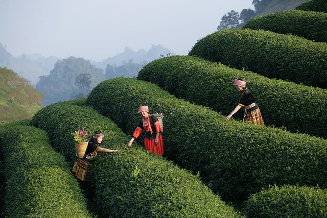 様々な素材とサイズのレジャーシートが比較されている様子