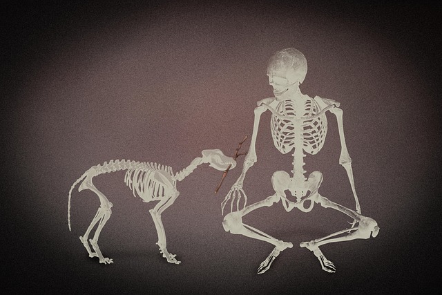 飼い主と犬が笑顔で散歩している様子、様々な種類のリードが並べられているイメージ