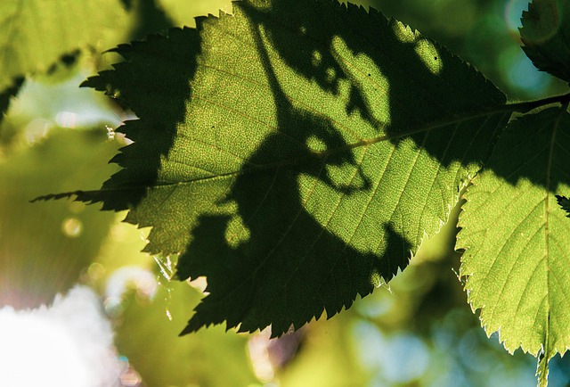 抹茶の品質を示す茶葉のアップ